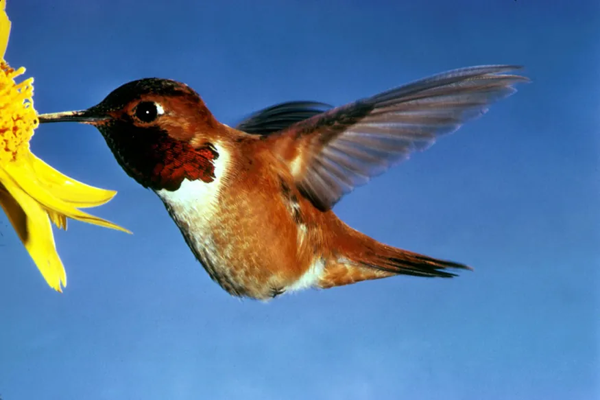 In the photograph, details of the fast beating wings of the hummingbird taking nectar from a flower have been caught in focus, instead of the blur that our eyes would see in real time.