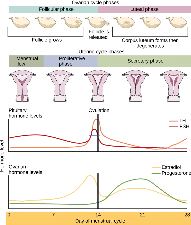 The menstrual cycle encompasses both an ovarian cycle and a uterine cycle. The uterine cycle is divided into menstrual flow, the proliferative phase and the secretory phase. The ovarian cycle is separated into follicular and luteal phases. At day zero the uterine cycle enters the menstrual phase and the ovarian cycle enters the follicular phase. Menstruation begins, and the follicle inside the uterus begins to grow. The level of the pituitary hormone FSH rises slightly, while LH levels remain low. The levels of ovarian hormones estradiol and progesterone remain low. After menses the uterine cycle enters the proliferative phase and the follicle continues to grow. The level of the ovarian hormone estradiol begins to rapidly rise. Toward the end of the proliferative phase, levels of the pituitary hormones FSH and LH rise as well. Around day fourteen, just after the levels of estrogen, progesterone and estradiol reach their peak, ovulation occurs. The follicle ruptures, releasing the oocyte. The ovarian cycle enters the luteal phase. The follicle grows into a corpus luteum and then degenerates. The uterus enters the secretory phase. Progesterone levels increase and estradiol levels, which had dropped after ovulation, increase as well. Toward the end of the secretory phase estrogen and progesterone levels decrease, reaching their baseline levels around day 28. At this point menstruation begins.