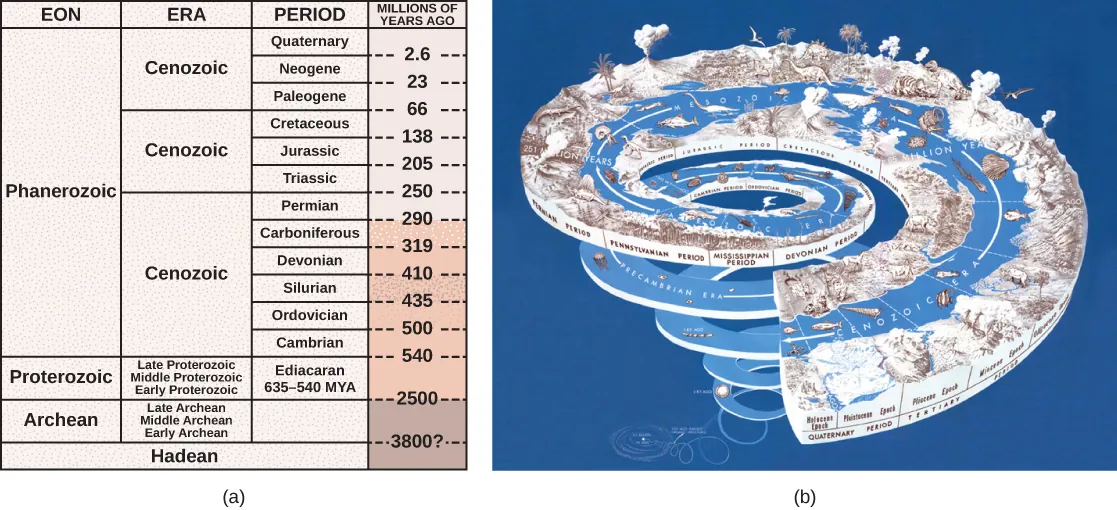 Table A describes eras in earth's history. The earth's history is divided into four eons, the Pre Archean, Archean, Proteozoic, and Phanerozoic. The oldest eon, the Pre Archean, spans the beginning of earth's history to about 3.8 billion years ago. The Archean eon spans 2.5 to 3.8 billion years ago, and the Proterozoic spans 540 million to 2.5 billion years ago. The Pharenozoic eon, from 540 million years ago to present time, is sub divided into the Paleozoic, Mesozoic and Cenozoic eras. The Paleozoic era, from 240 to 540 million years ago, is further divided into seven periods: the Cambrian from 500 to 540 million years ago, the Ordovician from 435 to 500 million years ago, the Silurian from 410 to 435 million years ago, the Devonian from 360 to 410 million years ago, the Missisippian from 330 to 360 million years ago, the Pennsylvanian from 290 to 330 million years ago, and the Permian from 240 to 290 million years ago. The Mesozoic era, from 66 to 240 million years ago, is divided into three periods, the Triassic from 205 to 240 million years ago, the Jurassic from 138 to 205 million years ago, and the Cretaceous, from 66 to 138 million years ago. The Cenozoic era, from 66 million years ago to modern times, is divided into two eras, the Tertiary and the Quaternary. The tertiary period spans 66 to 1.6 million years ago. The quaternary period spans 1.6 million years ago to modern times. Illustration B shows geological periods in a spiral starting with the beginning of earth's history at the bottom and ending with modern times at the top. The diversity and complexity of life increases toward the top of the spiral.