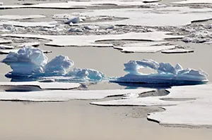Ice frozen in the shape of an alligator pokes through the surface of the water.