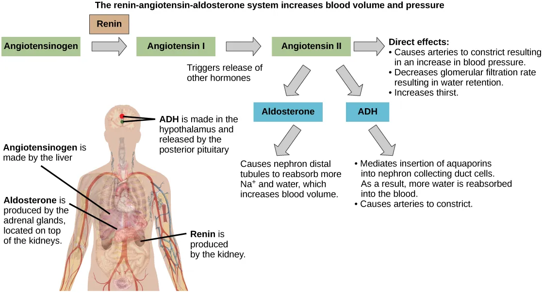 The Renin-angiotensin-aldosterone pathway involves four hormones: renin, which is made in the kidney, angiotensinogen, which is made in the liver, aldosterone, which is made in the adrenal glands, and A D H, which is made in the hypothalamus and secreted by the posterior pituitary. The adrenal glands are located on top of the kidneys, and the hypothalamus and pituitary are in the brain. The pathway begins when renin converts angiotensinogen into angiotensin I. Angiotensin I is the converted into angiotensin I I. Angiotensin I I has several direct effects. These include arterial constriction, which increases blood pressure, decreasing the glomerular filtration rate, which results in water retention, and increasing thirst. Angiotensin I I also triggers the release of two other hormones, aldosterone and A D H. Aldosterone causes nephron distal tubules to reabsorb more sodium and water, which increases blood volume. A D H mediates the insertion of aquaporins into the nephridial collecting ducts. As a result, more water is reabsorbed by the blood. A D H also causes arteries to constrict.