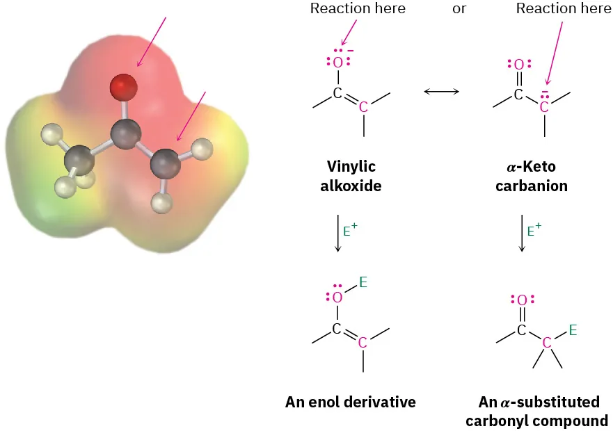 The electrostatic potential map with ball-and-stick model of acetone. Also shown is a vinylic alkoxide and its alpha-keto carbanion resonance form. The former reacts with an electrophile to form an enol and the latter an alpha substituted carbonyl compound.
