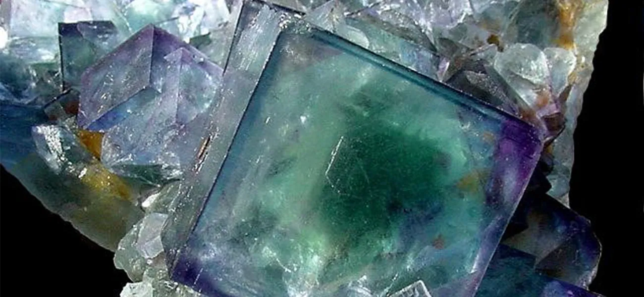 Se presenta una imagen de un grupo de cristales transparentes, mostrando principalmente formas cúbicas y algunas octaédricas. Un gran cristal cúbico en el centro de la fotografía tiene un centro verde esmeralda profundo con esquinas de color púrpura intenso y una pequeña región azul real justo a la derecha del centro. Un cristal cúbico más pequeño a su izquierda muestra esquinas y bordes de color púrpura con una coloración azul real hacia el centro. Se observa una coloración similar en otros cristales de la estructura, aunque la mayoría de los cristales más pequeños son claros e incoloros.