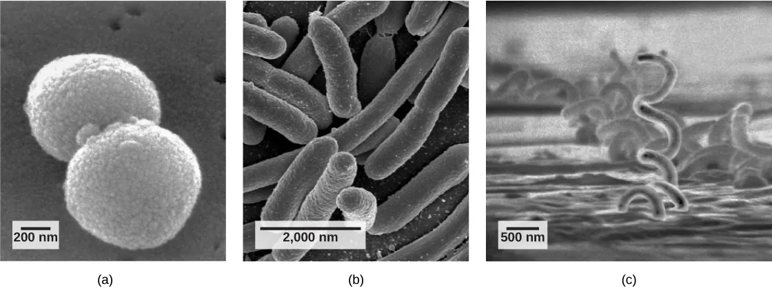 Part a: The micrograph shows ball-shaped cocci about 200 nanometers long. Part b: The micrograph shows elongated, oval-shaped bacilli about 2000 nanometers long. Part c: The micrograph shows corkscrew-shaped spirilli that are quite long and 500 nanometers in diameter.