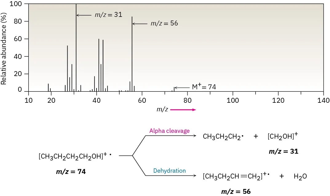 The mass spectrum of 1-butanol. Molecular ion at 74, base at m over z 31 (C H 2 O H plus), another large peak at 56 (dehydration).