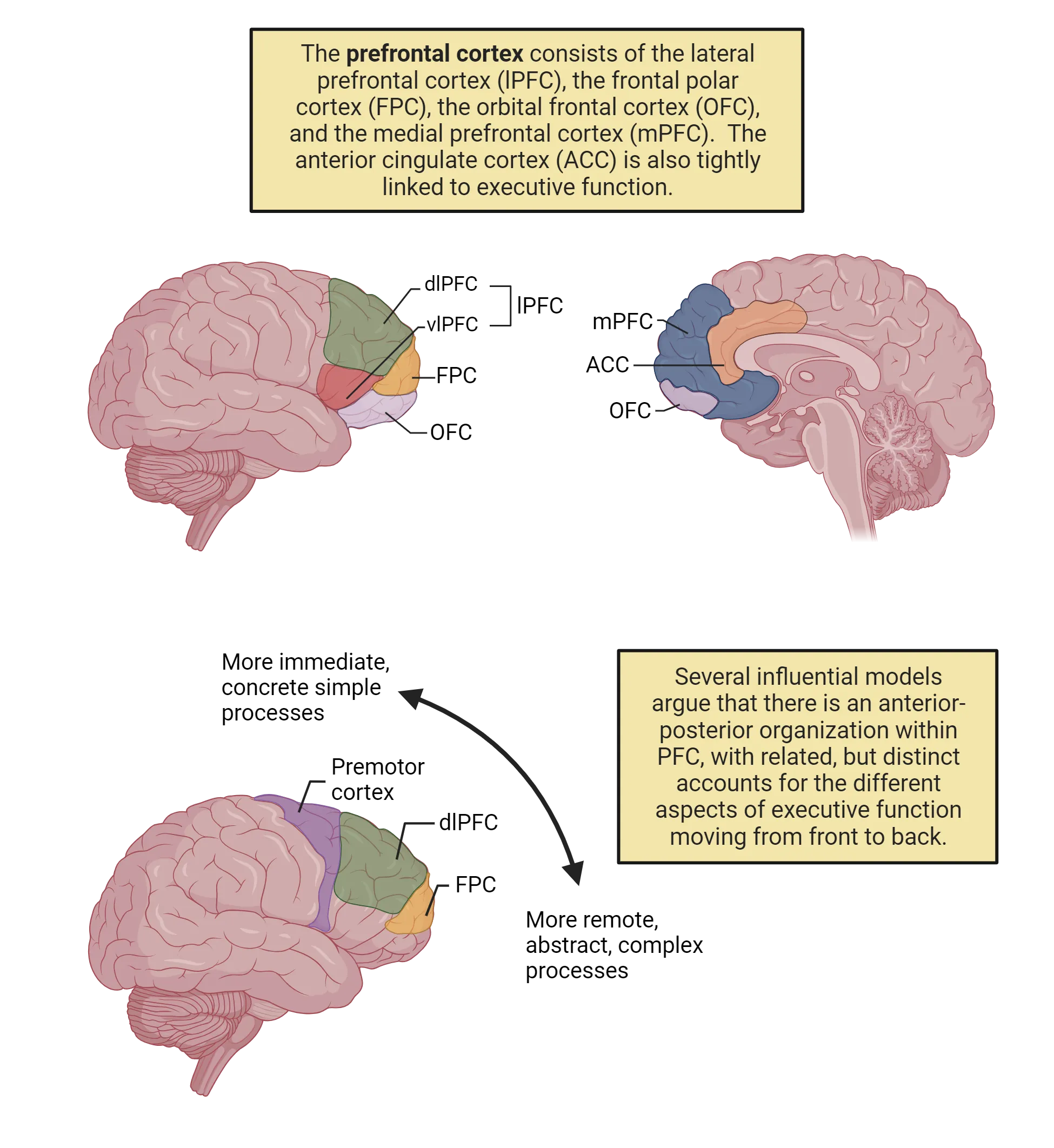 Three human brain diagrams. 1. lateral surface shown with dlPFC, vlPFC, FPC and OFC highlighted. 2. medial surface shown with mPFC , ACC and OFC highlighted. 3. lateral surface shown with premotor cortex, dlPFC and FPC highlighted. More immediate, concrete simple processes indicated posteriorly and more remote abstract, complex processes indicated anteriorly