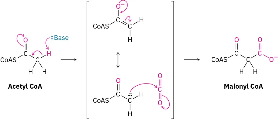 The formation of malonyl coenzyme-A from acetyl coenzyme-A involves proton abstraction by the base. Negative charge on O is stabilized by forming carbanion. This adds to carbon dioxide forming products.