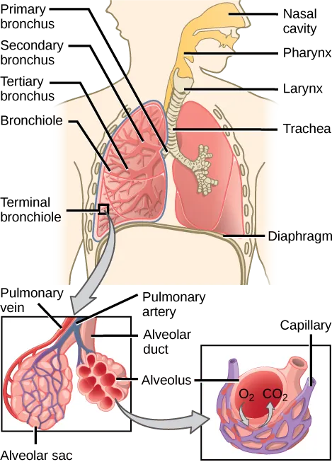 The illustration shows the flow of air through the human respiratory system. The nasal cavity is a wide cavity above and behind the nostrils, and the pharynx is the passageway behind the mouth. The nasal cavity and pharynx join and enter the trachea through the larynx. The larynx is somewhat wider than the trachea and flat. The trachea has concentric, ring-like grooves, giving it a bumpy appearance. The trachea bifurcates into two primary bronchi, which are also grooved. The primary bronchi enter the lungs, and branch into secondary bronchi. The secondary bronchi in turn branch into many tertiary bronchi. The tertiary bronchi branch into bronchioles, which branch into terminal bronchioles. Each terminal bronchiole ends in an alveolar sac. Each alveolar sac contains many alveoli clustered together, like bunches of grapes. The alveolar duct is the air passage into the alveolar sac. The alveoli are hollow, and air empties into them. Pulmonary arteries bring deoxygenated blood to the alveolar sac (and thus appear blue), and pulmonary veins return oxygenated blood (and thus appear red) to the heart. Capillaries form a web around each alveolus. The diaphragm is a membrane that pushes up against the lungs.