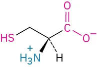 The structure of L-cysteine. It has a carbon linked to methylene connected to thiol, carboxylate ion, dashed hydrogen, and wedged ammonia ion.
