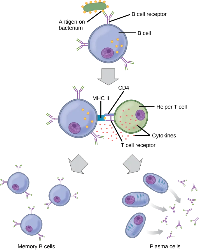 Illustration shows activation of a B cell. An antigen on the surface of a bacterium binds the B cell receptor. The B cell engulfs the antigen, and presents the antigen on its surface in conjunction with a MHC II receptor. A T cell receptor and CD4 molecule on the surface of a helper T cell recognize the antigen–MHC II complex and activate the B cell. The B cell divides and turns into memory B cells and plasma cells. Memory B cells present antigen-specific antibody on their surface. Plasma B cells excrete antibodies.