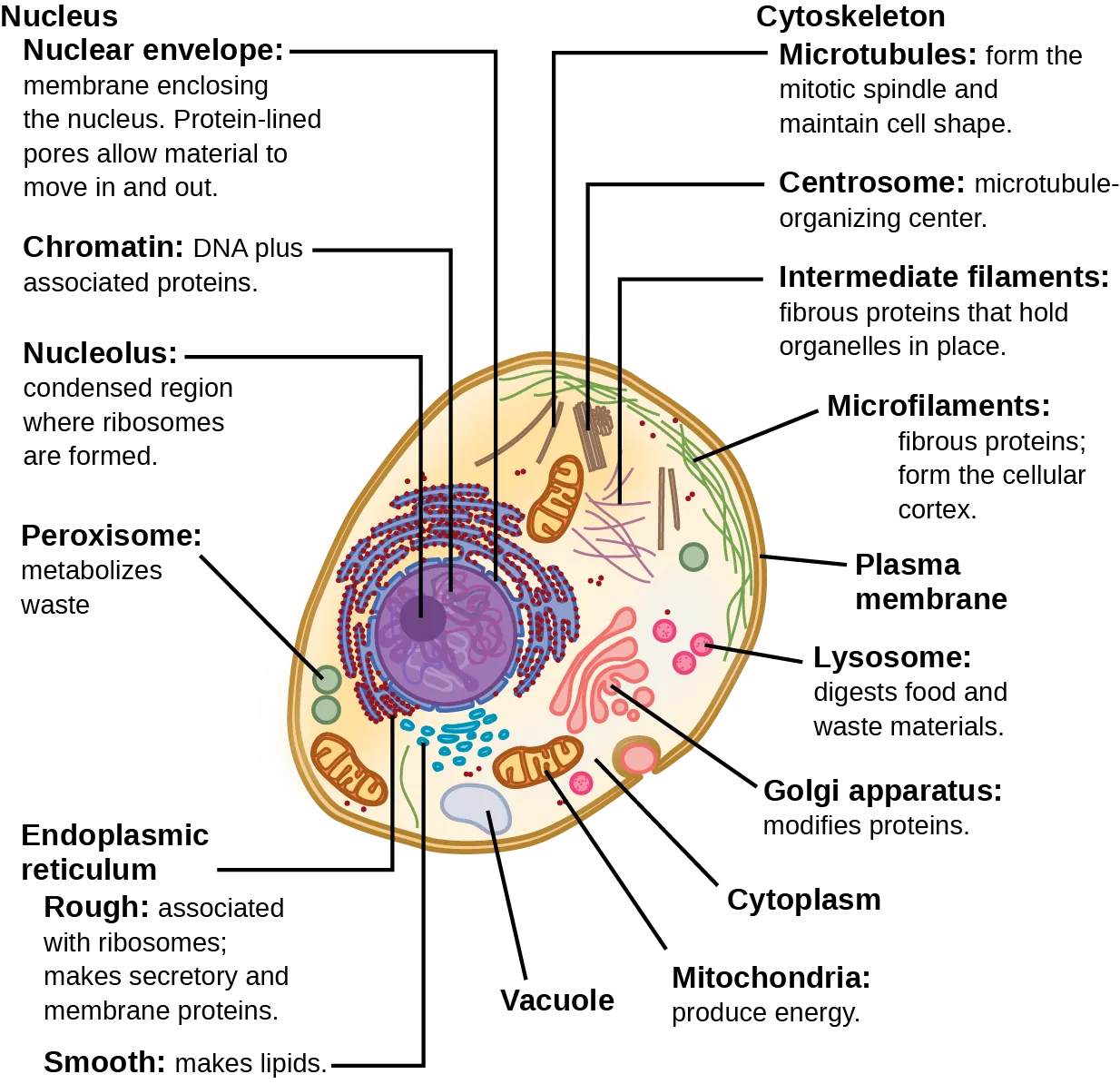 Part a: This illustration shows a typical eukaryotic animal cell, which is egg shaped. The fluid inside the cell is called the cytoplasm, and the cell is surrounded by a cell membrane. The nucleus takes up about one-half the width of the cell. Inside the nucleus is the chromatin, which is composed of DNA and associated proteins. A region of the chromatin is condensed into the nucleolus, a structure where ribosomes are synthesized. The nucleus is encased in a nuclear envelope, which is perforated by protein-lined pores that allow entry of material into the nucleus. The nucleus is surrounded by the rough and smooth endoplasmic reticulum, or ER. The smooth ER is the site of lipid synthesis. The rough ER has embedded ribosomes that give it a bumpy appearance. It synthesizes membrane and secretory proteins. In addition to the ER, many other organelles float inside the cytoplasm. These include the Golgi apparatus, which modifies proteins and lipids synthesized in the ER. The Golgi apparatus is made of layers of flat membranes. Mitochondria, which produce food for the cell, have an outer membrane and a highly folded inner membrane. Other, smaller organelles include peroxisomes that metabolize waste, lysosomes that digest food, and vacuoles. Ribosomes, responsible for protein synthesis, also float freely in the cytoplasm and are depicted as small dots. The last cellular component shown is the cytoskeleton, which has four different types of components: microfilaments, intermediate filaments, microtubules, and centrosomes. Microfilaments are fibrous proteins that line the cell membrane and make up the cellular cortex. Intermediate filaments are fibrous proteins that hold organelles in place. Microtubules form the mitotic spindle and maintain cell shape. Centrosomes are made of two tubular structures at right angles to one another. They form the microtubule-organizing center.