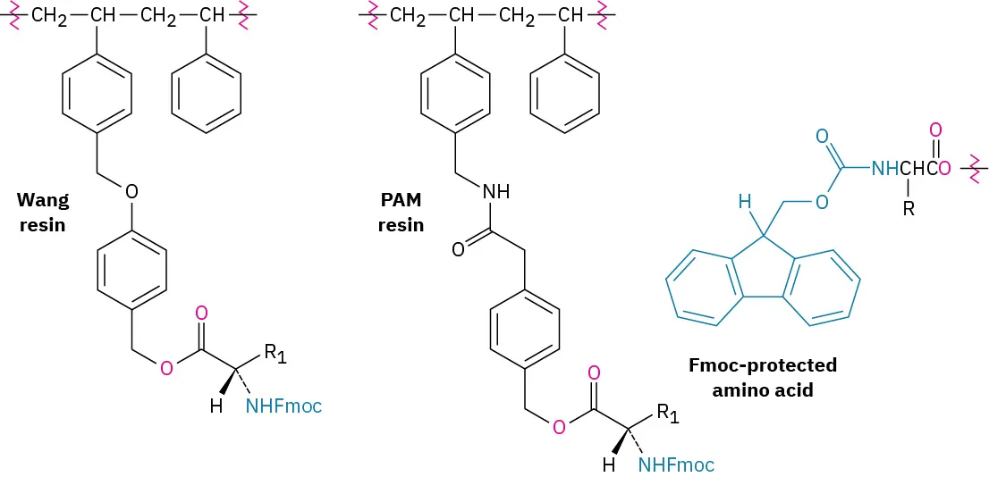 The structure of a Wang and P A M resin linked F m o c protected amino acid.