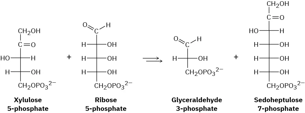 Xylulose-5-phosphate reacts with ribose-5-phosphate to form glyceraldehyde-3-phosphate and sedoheptulose-7-phosphate. Both structures are presented in Fischer projection.