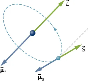 The orbit of an electron in an atom is illustrated as a small sphere in a circular orbit about a larger sphere at the center of the circle. The direction of travel is right handed (counter clock wise if looking down at it.) At the nucleus, a vector L points up (again, as viewed from above) and a vector mu sub l points down. At the electron, a vector S points at an unspecified angle with respect to the direction of L, and a vector mu sub s points in the opposite direction to S.