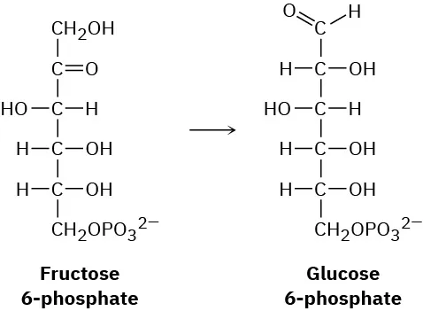 Fructose-6-phosphate undergoes a chemical reaction to yield glucose-6-phosphate as a product. Both the structures are represented in Fischer projection.