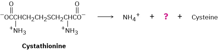 Cystathionine reacts to form ammonium ion, an unknown product represented as a question mark and cysteine.