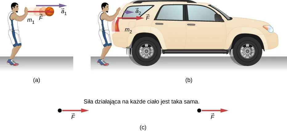 Na rysunku a przedstawiono osobę działającą siłą F na piłkę do koszykówki o masie m1. Piłka porusza się wówczas z przyspieszeniem a1 skierowanym w prawo. Rysunek b z kolei przedstawia osobę działającą tą samą siłą na samochód osobowy o masie m2. Jak widać, przyspieszenie samochodu a2 jest znacznie mniejsze niż przyspieszenie piłki a1. Rysunek c pokazuje rozkład sił działających na obydwa układy. Siła F zarówno na jednym jak i drugim rysunku ma ten sam kierunek i długość. Diagramy ukazujące rozkład sił są więc identyczne. 