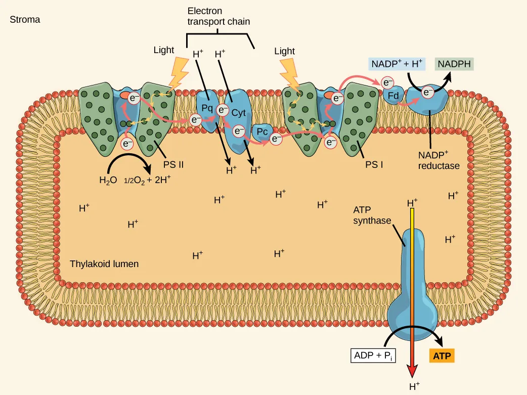 This illustration shows the components involved in the light reactions, which are all embedded in the thylakoid membrane. Photosystem II uses light energy to strip electrons from water, producing half an oxygen molecule and two protons in the process. The excited electron is then passed through the chloroplast electron transport chain to photosystem I. Photosystem I passes the electron to NADP+ reductase, which uses it to convert NADP+ and a proton to NADPH. As the electron transport chain moves electrons, it pumps protons into the thylakoid lumen. The splitting of water also adds protons to the lumen, and the reduction of NADPH removes protons from the stroma. The net result is a low pH inside the thylakoid lumen, and a high pH outside, in the stroma. ATP synthase embedded the thylakoid  membrane moves protons down their electrochemical gradient, from the lumen to the stroma, and uses the energy from this gradient to make ATP.