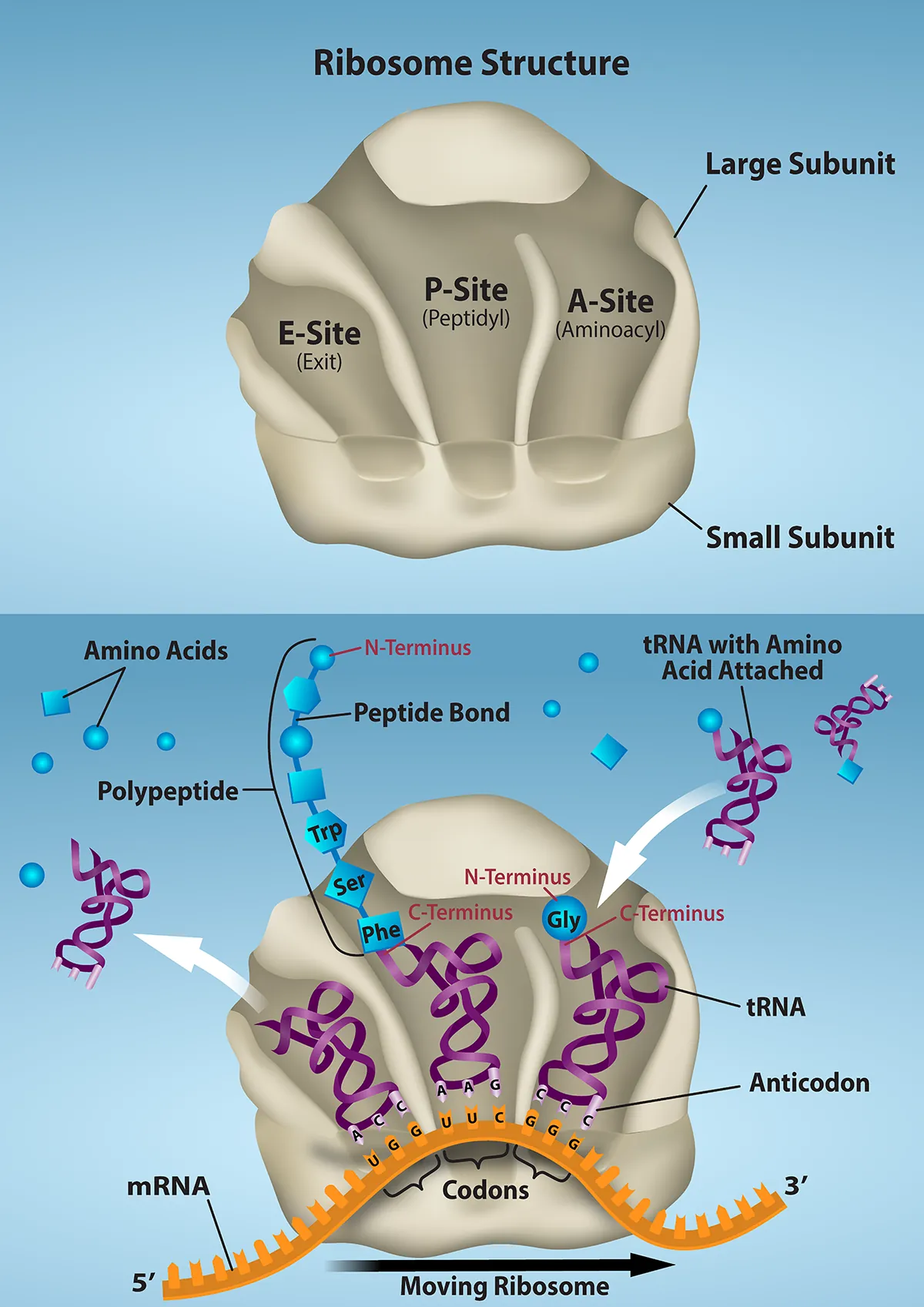 Ribosome structure is shown with the E site, P site, and A site. The A site is labelled aminoacyl, the P site is labelled peptidyl, and the E site is labelled exit. As ribosomes move along m R N A, t R N As with amino acids attached bind to the A sites. The polypeptide is assembled at the P site, and the empty t R N A exits from the E site.