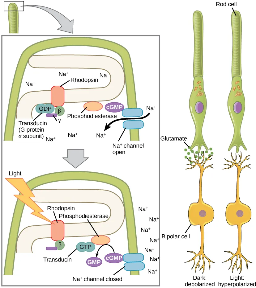 Illustration A shows the signal transduction pathway for rhodopsin, which is located in internal membranes at the top of rod cells. When light strikes rhodopsin, a G protein called transducin is activated. Transducin has three subunits, alpha, beta and gamma. Upon activation, GDP on the alpha subunit is replaced with GTP. The subunit dissociates, and binds phosphodiesterase. Phosphodiesterase, in turn, converts cGMP to GMP, which closes sodium ion channels. As a result, sodium can no longer enter the cell, and the membrane becomes hyperpolarized. Illustration b shows that the tall, thin rod cell is stacked on top of a bipolar nerve cell. In the dark the membrane is depolarized, and glutamate is released from the rod cell to the axon terminal of the bipolar cell. In the light, no glutamate is released.