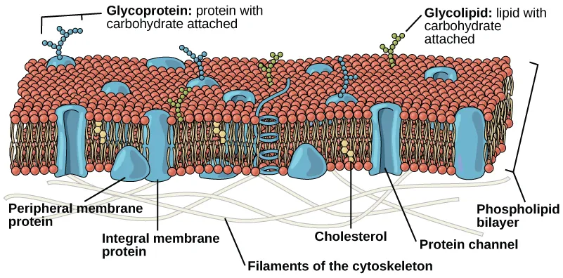 Illustration of components of the plasma membrane, including integral and peripheral proteins, cytoskeletal filaments, cholesterol, carbohydrates, and channels