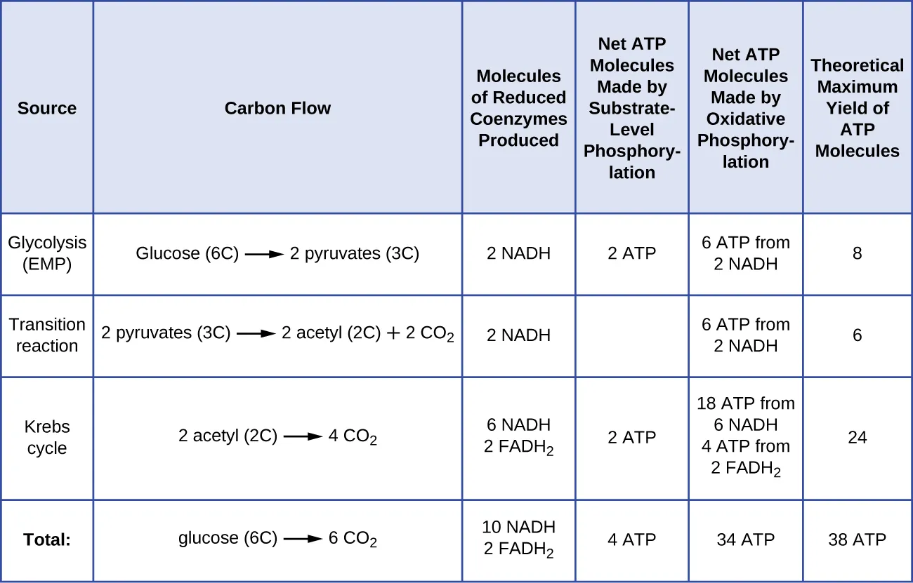 In glycolysis (EMP) carbon moves from glucose (6C) to 2 pyruvate (3C). The molecules of reduced coenzyme produced are 2 NADH. The net ATP molecules made by substrate level phosphorylation is 2 ATP. The net ATP molecules made by oxidative phosphorylation is 6 ATP from 2 NADH. The theoretical maximum yield of ATP molecules is 8. In the transition reaction carbon moves from 2 pyruvate (3C) to 2 acetyl (2C) + 2 CO2. The molecules of reduced coenzyme produced are 2 NADH. The net ATP molecules made by substrate level phosphorylation is 0 ATP. The net ATP molecules made by oxidative phosphorylation is 6 ATP from 2 NADH. The theoretical maximum yield of ATP molecules is 6. In the Krebs cycle carbon moves from 2 acetyl (2C) to 4 CO2. The molecules of reduced coenzyme produced are 6 NADH and 2 FADH2. The net ATP molecules made by substrate level phosphorylation is 2 ATP. The net ATP molecules made by oxidative phosphorylation is 18 ATP from 6 NADH and 4 ATP from 2 FADH2. The theoretical maximum yield of ATP molecules is 24. In total carbon moves from glucose (6C) to 6 CO2. The molecules of reduced coenzyme produced are 10 NADH and 2 FADH2. The net ATP molecules made by substrate level phosphorylation is 4 ATP. The net ATP molecules made by oxidative phosphorylation is 34 ATP. The theoretical maximum yield of ATP molecules is 38.