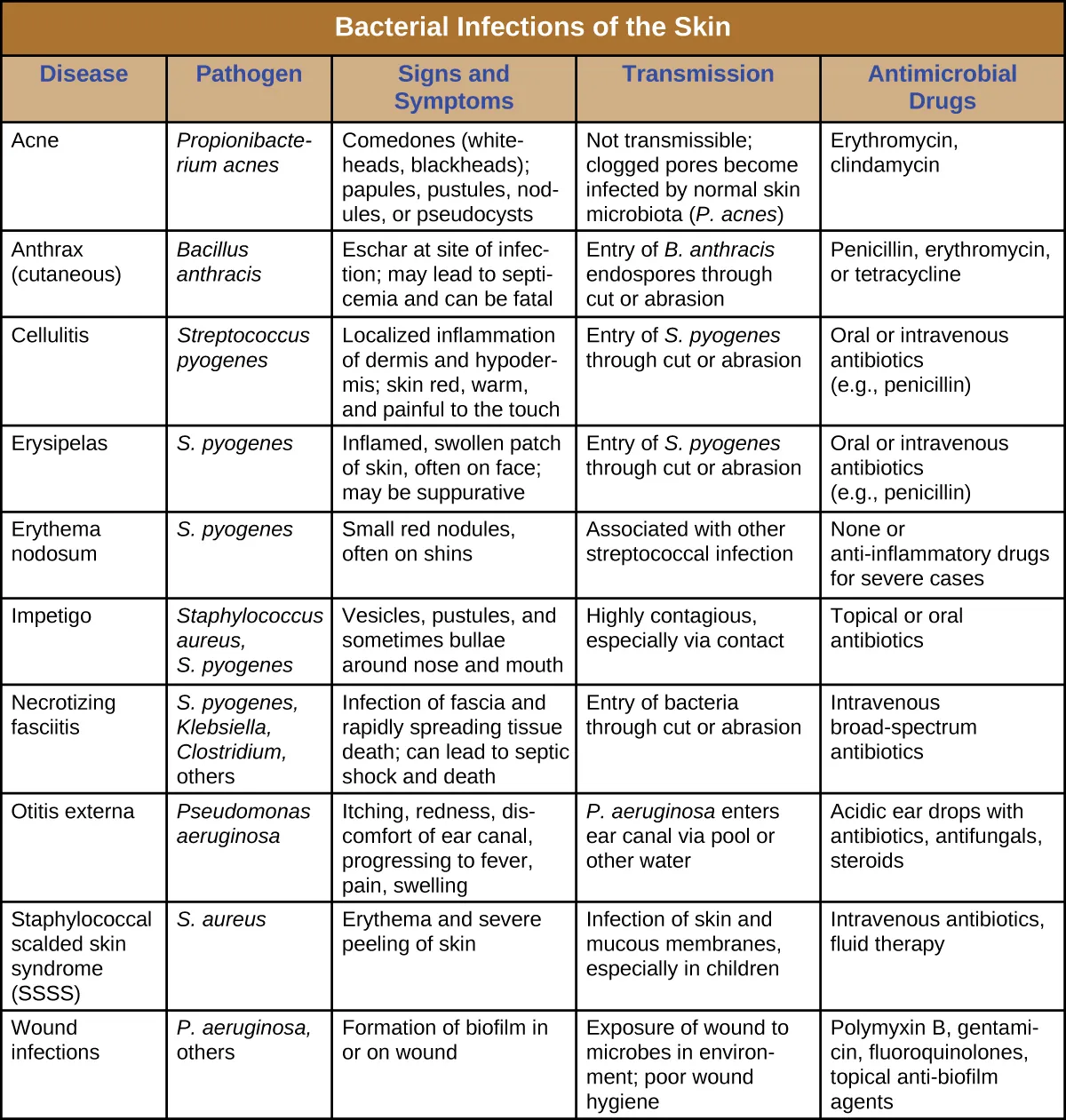 Table titled: Bacterial Infections of the Skin. Columns: Disease, Pathogen, Signs and Symptoms, Transmission, and Antimicrobial Drugs. Acne, Cutibacterium acnes, Comedones (whiteheads, blackheads); papules, pustules, nodules, or pseudocysts, Not transmissible; clogged pores become infected by normal skin microbiota (C. acnes), Erythromycin, clindamycin. Anthrax (cutaneous), Bacillus anthracis, Eschar at site of infection; may lead to septicemia and can be fatal, Entry of B. anthracis endospores through cut or abrasion, Penicillin, erythromycin, or tetracycline. Cellulitis, Streptococcus pyogenes, Localized inflammation of dermis and hypodermis; skin red, warm, and painful to the touch, Entry of S. pyogenes through cut or abrasion, Oral or intravenous antibiotics (e.g., penicillin). Erysipelas, S. pyogenes, Inflamed, swollen patch of skin, often on face; may be suppurative, Entry of S. pyogenes through cut or abrasion, Oral or intravenous antibiotics (e.g., penicillin). Erythema nodosum, S. pyogenes, Small red nodules, often on shins, Associated with other streptococcal infection, None or anti-inflammatory drugs for severe cases. Impetigo, Staphylococcus aureus, S. pyogenes, Vesicles, pustules, and sometimes bullae around nose and mouth, Highly contagious, especially via contact Topical or oral antibiotics. Necrotizing fasciitis, S. pyogenes, Klebsiella, Clostridium, others, Infection of fascia and rapidly spreading tissue death; can lead to septic shock and death, Entry of bacteria through cut or abrasion, Intravenous broad-spectrum antibiotics. Otitis externa, Pseudomonas aeruginosa, Itching, redness, discomfort of ear canal, progressing to fever, pain, swelling, P. aeruginosa enters ear canal via pool or other water, Acidic ear drops with antibiotics, antifungals, steroids. Staphylococcal scalded skin syndrome (SSSS), S. aureus, Erythema and severe peeling of skin Infection of skin and mucous membranes, especially in children, Intravenous antibiotics, fluid therapy. Wound infections, P. aeruginosa, others, Formation of biofilm in or on wound. Exposure of wound to microbes in environment; poor wound hygiene, Polymyxin B, gentamicin, fluoroquinolones, topical anti-biofilm agents.