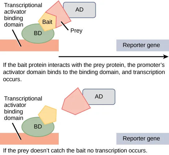In two-hybrid screening, the binding domain of a transcription factor is separated from the activator domain. A bait protein is attached to the D N A binding domain of a transcription factor, and a prey protein is attached to the activator domain. If the prey catches the bait, in other words, binds to it, transcription of a reporter gene occurs. If the prey does not catch the bait, no transcription occurs. Scientists use this transcriptional activation to determine if interaction between the bait and prey has occurred.