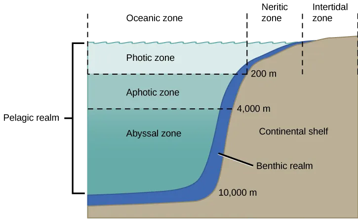 The illustration divides the ocean into different zones based on depth. The top layer, called the photic zone, extends from the surface to 200 m. The aphotic zone extends from 200 to 4,000 m. The abyssal zone extends from 4,000 m to the ocean bottom. The ocean is also divided into zones based on distance from the shore. The intertidal zone extends from high to low tide. The neritic zone extends from the intertidal zone to the point at which ocean depth is about 200 m. At about this depth, the continental shelf ends in a steep slope to the ocean bottom. The oceanic zone is the area of open ocean. The entire ocean bottom is the benthic zone. It extends from the shore, along the bottom of shallow water, and continues along the bottom down to the greatest ocean depths. All of the ocean's open water, above the entire benthic realm, including the photic, aphotic, and abyssal zones, is referred to as the pelagic realm.