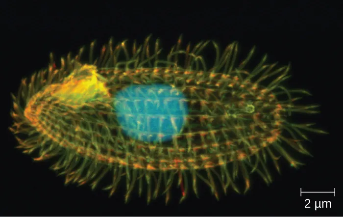 A micrograph of an oval cell with a large sphere in the center and many short hair-like projections on the outside.