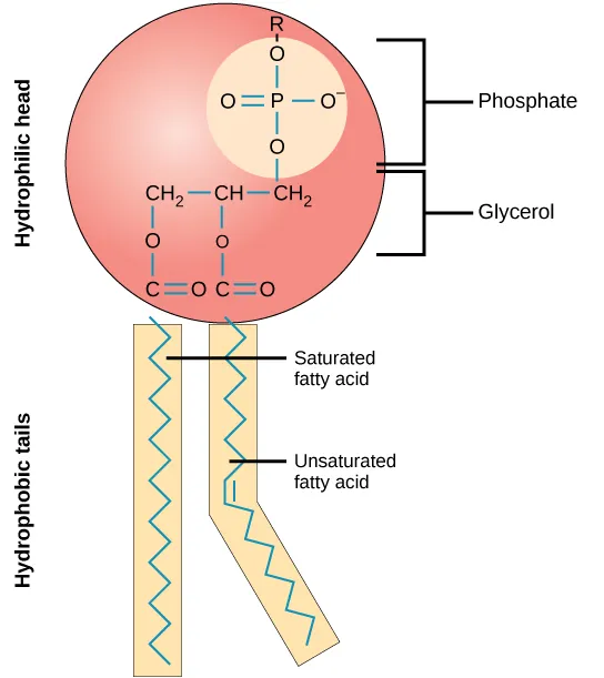 The molecular structure of a phospholipid is shown. It consists of two fatty acids attached to the first and second carbons in glycerol, and a phosphate group attached to the third position. In the illustration one of the fatty acids is saturated and straight, and the second is unsaturated and bent. Both are below the glycerol molecule. The phosphate group may be further modified by addition of another molecule to one of its oxygens indicated by upper-case R. Two molecules may modify the phosphate group, choline and serine. The glycerol and phosphate group make up the hydrophilic head of the molecule, while the fatty acids attached below make up the hydrophobic tails.