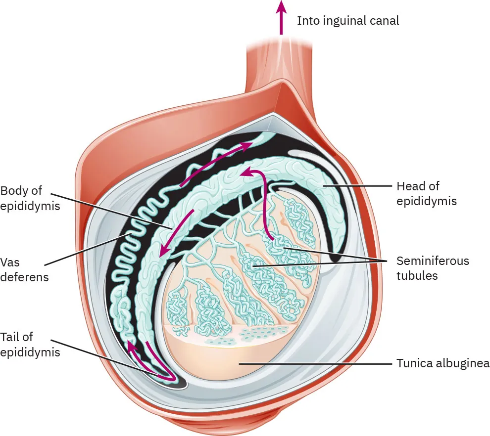 Image of a cross section of a seminiferous tubule.