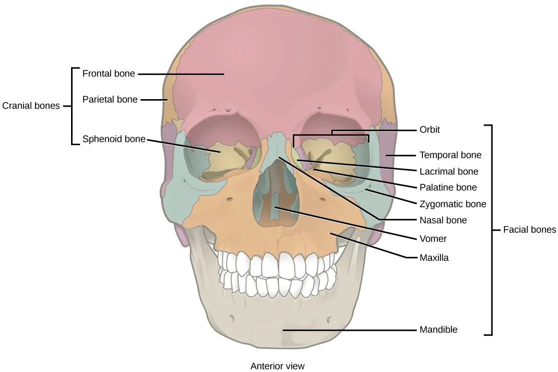 Illustration shows a front-end view of a skull. The frontal bone is the prominent bone that makes up most of the top of the skull. The parietal bones and sphenoid bone make up the side of the skull. Two nasal bones make up the bridge of the nose. The zygomatic bone is the cheek bone. The vomer is a single bone in the middle of the nose. The maxilla makes up the upper jaw, and the mandible is the lower jaw. The lacrimal is a bone on the inner center of the eye. The nasal conchae are bones inside the nose.