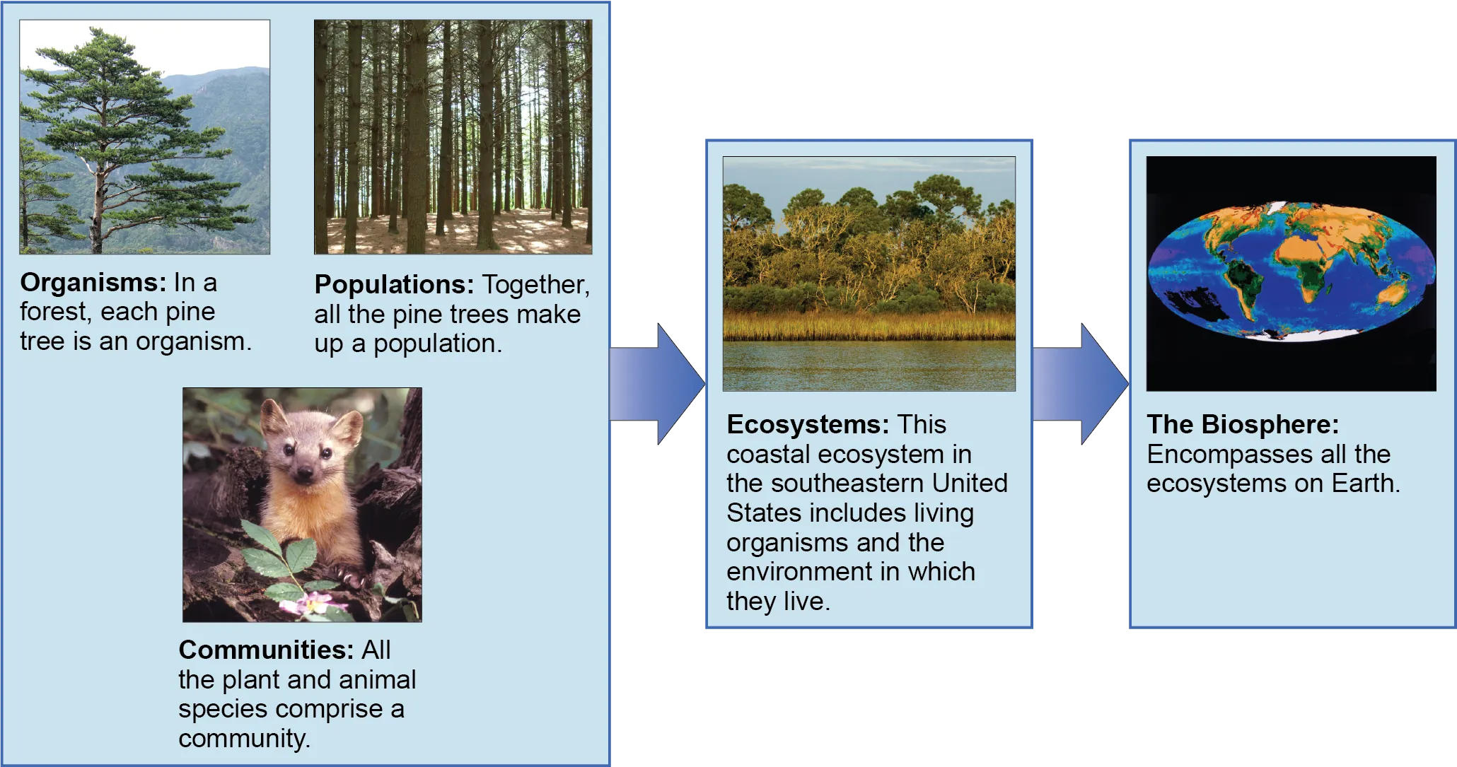The figure gives an overview of some biological levels of organization with example photos. Each individual pine tree (pictured) in a forest is an organism. Together, all the pine trees in a forest (pictured) make up a population. All the plant and animal species comprise a community, pictured as a marmot on a forest floor. Those three levels are grouped in a box with an arrow to the larger level of an ecosystem, which includes living organisms and the environment they live in. An example is a coastal ecosystem in the southeastern United states, pictured as a body of water, behind which is a stand of tall grasses developing into more dense vegetation and trees as distance from the water increases. A final arrow points to the level of a biosphere, encompassing all ecosystems on Earth and pictured as a map of the Earth showing vegetation patterns.