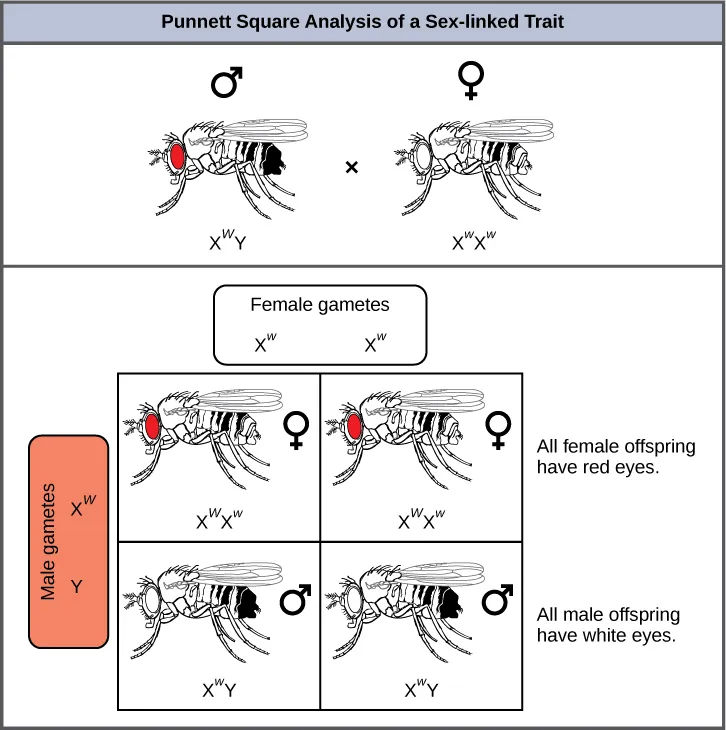 This illustration shows a Punnett square analysis of fruit fly eye color, which is a sex-linked trait. A red-eyed male fruit fly with the genotype X superscript upper case W baseline, Y, is crossed with a white-eyed female fruit fly with the genotype X superscript lower case w baseline, X superscript lower case w baseline. All of the female offspring acquire a dominant upper case W allele from the father and a recessive lower case w allele from the mother, and are therefore heterozygous dominant with red eye color. All of the male offspring acquire a recessive lower case w allele from the mother and a Y chromosome from the father and are therefore hemizygous recessive with white eye color.