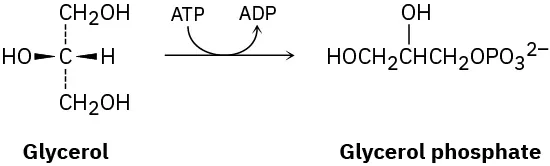 The figure shows a reaction where glycerol on the conversion of A T P to A D P forms glycerol phosphate.