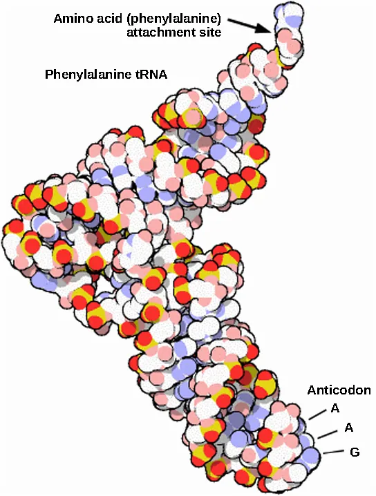 The molecular model of phenylalanine t R N A  is L shaped. At one end is the anticodon A A G. At the other end is the attachment site for the amino acid phenylalanine.