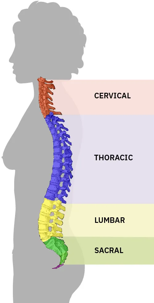 23.1 Foundations of Neuromuscular Functioning - Fundamentals of Nursing ...