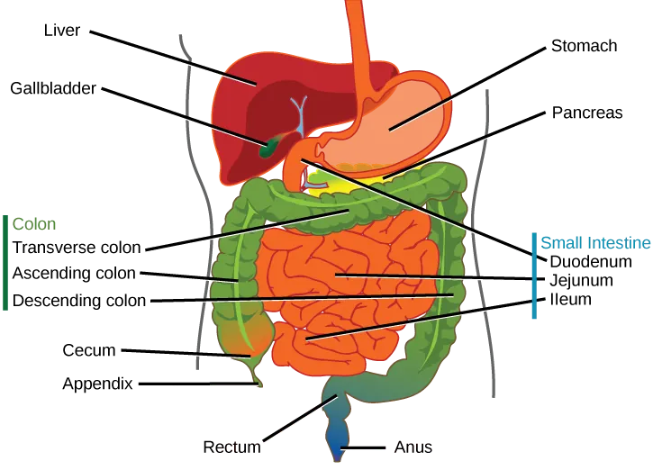 Illustration shows the human lower digestive system, which begins with the stomach, a sac that lies above the large intestine. The stomach empties into the small intestine, which is a long, highly folded tube. The beginning of the small intestine is called the duodenum, the long middle part is called the jejunum, and the end is called the ileum. The ileum empties into the large intestine on the right side of the body. Beneath the junction of the small and large intestine is a small pouch called the cecum. The appendix is at the bottom end of the cecum. The large intestine travels up the left side of the body, across the top of the small intestine, then down the right side of the body. These parts of the large intestine are called the ascending colon, the transverse colon and the descending colon, respectively. The large intestine empties into the rectum, which is connected to the anus. The pancreas is sandwiched between the stomach and large intestine. The liver is a triangular organ that sits above and slightly to the right of the stomach. The gallbladder is a small bulb between the liver and stomach.