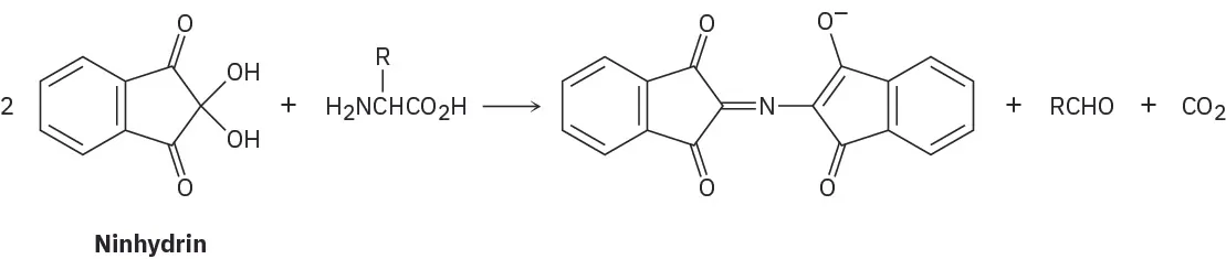 Two molecules of ninhydrin react with an amino acid to form a large compound with multiple ring structures. The other byproducts are aldehyde and carbon dioxide.