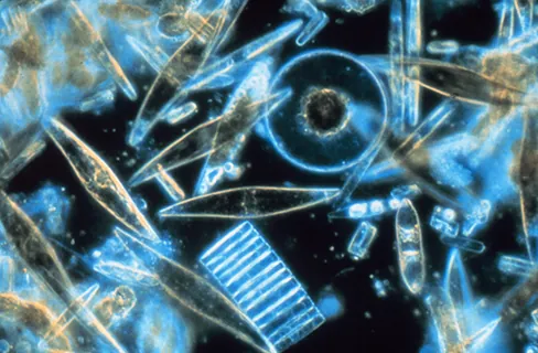 A photograph shows tiny plankton floating in water. They range in shape and size, from a few micrometers to as much as 2 millimeters in length.