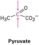 The structure of pyruvate. Two arrows, one from the top and the other from bottom, point toward the central carbon.