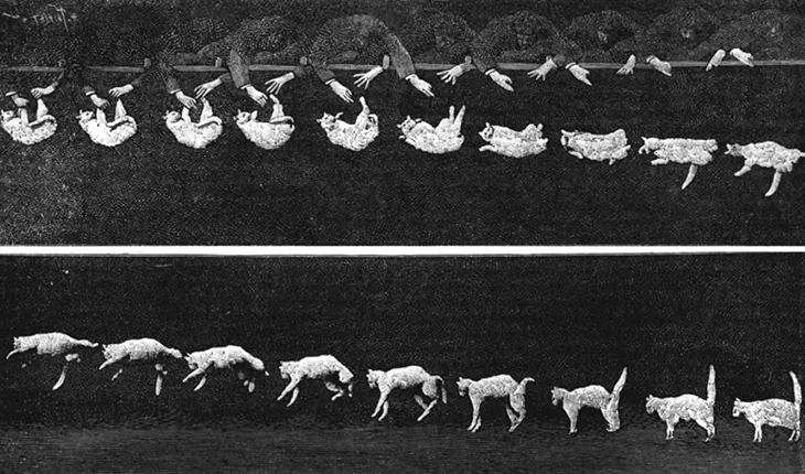 Fotografía de exposición múltiple de un gato cayendo. En la primera imagen, el gato está sujeto por sus patas, boca abajo. Se suelta de esta posición y cae, pero va rotando a medida que gira, de manera que en las últimas imágenes, está del lado correcto hacia arriba.