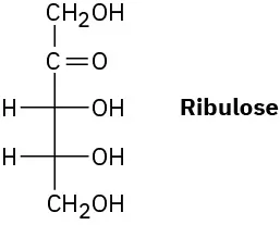 The Fisher projection of  D-ribulose, ketone  at C 2,  two hydroxyl groups on the right at C 3, and C 4, and a hydroxyl at the bottom of C 4