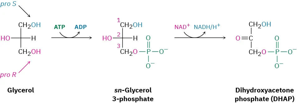 Glycerol reacts with adenosine triphosphate to form sn-glycerol-3-phosphate and adenosine diphosphate.  sn-Glycerol phosphate is reduced by nicotinamide adenine dinucleotide cation to form dihydroxyacetone phosphate and nicotinamide adenine dinucleotide hydride.