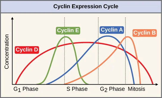 This graph shows the concentrations of different cyclin proteins during various phases of the cell cycle. Cyclin D concentrations increase in G subscript 1 baseline phase, and decrease at the end of mitosis. Cyclin E levels rise during G subscript 1 baseline phase and fall during S phase. Cyclin A levels rise during S phase and fall during mitosis. Cyclin B levels rise in S phase and fall during mitosis.