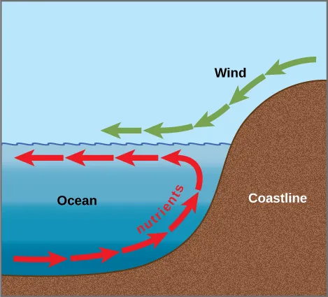 Arrows in the illustration indicate that the prevailing wind direction is from the coastline toward the open ocean. The wind pushes the surface water away from shore, inducing a current in this direction. A counter-current flows from the depths toward shore, where it meets the surface current. The counter-current brings nutrients from the depths up toward the surface near the shoreline.