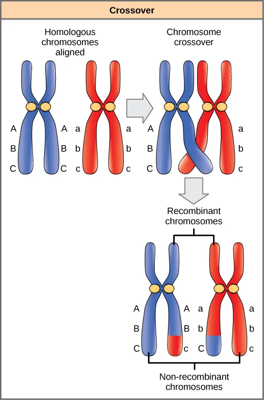 This illustration shows a pair of homologous chromosomes. One of the pair has the alleles upper case A upper case B upper case C, and the other has the alleles lower case a lower case b lower case c. During meiosis, crossover occurs between two of the chromosomes and genetic material is exchanged, resulting in one recombinant chromosome that has the alleles upper A upper B lower c and another that has the alleles lower a lower b upper C. The other two chromosomes are non-recombinant and have the same arrangement of genes as before meiosis.