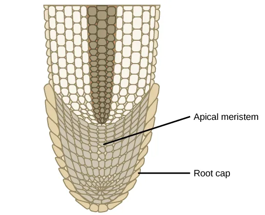 The illustration shows the tip of a root tapering to a rounded end.  The entire inside of the rounded tip is the apical meristem, whose cells are smaller than the more mature cells further from the tip.  The apical meristem is surrounded on the outside of the root by a single layer of cells called the root cap.