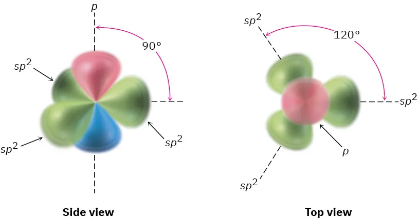 The side and top view of s p 2 hybridization. The angle between p and s p 2 lobes is 90 degrees, and between two s p 2 lobes is 120 degrees.